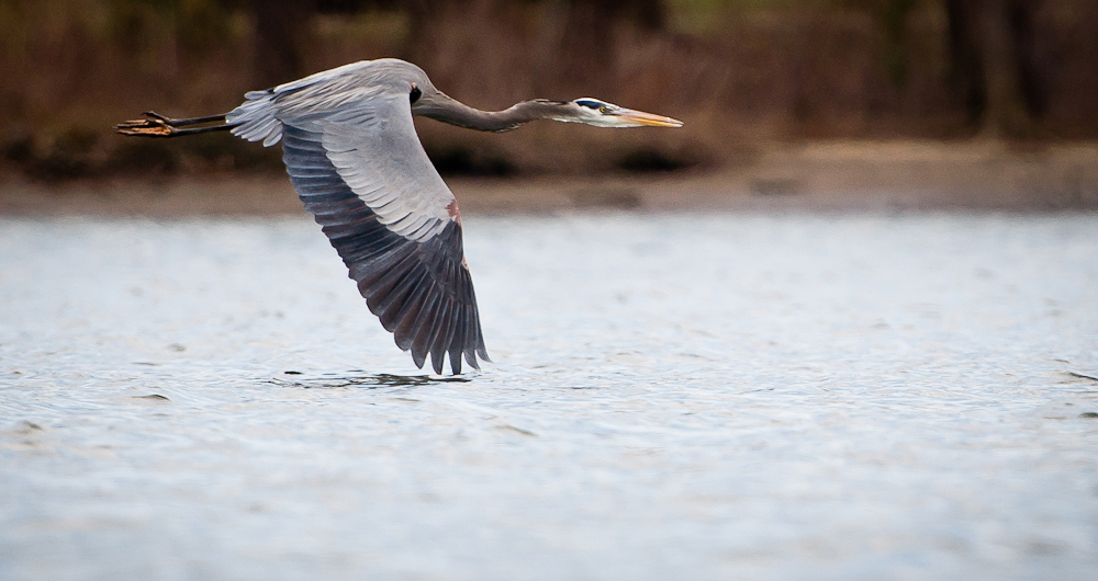 fishing for heron’s